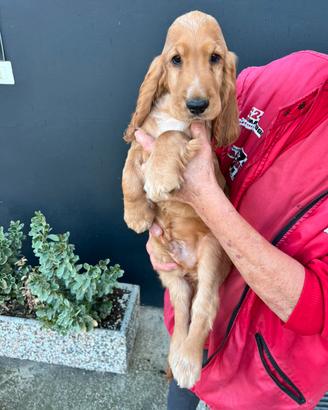 Cuccioli di Cocker Spaniel