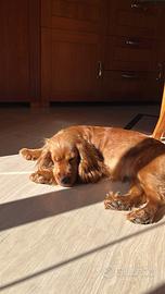 Cucciola di coker spaniel