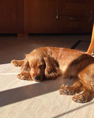 Cucciola di coker spaniel