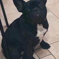 Bulldog francese femmina