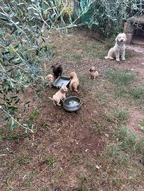 Lagotto cuccioli
