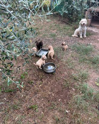 Lagotto cuccioli