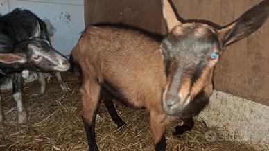 Capra