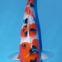 Carpe Koi Sanke