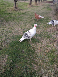 Tacchina Ermellinata di Rovigo