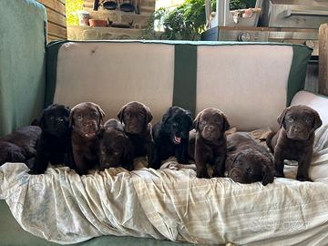 Cuccioli di Labrador