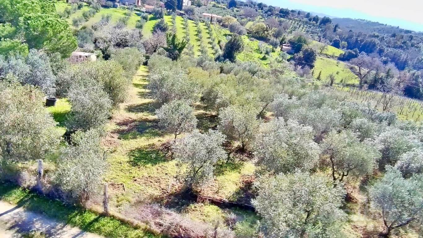 CASALE e Ulivi in Maremma - Vista 2