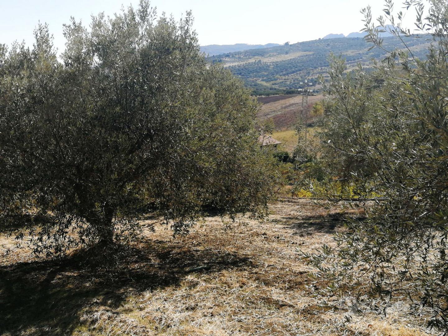 terreno agricolo in c.da laccia santa flavia - Vista 3