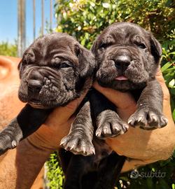 Mastino Napoletano X Cane Corso