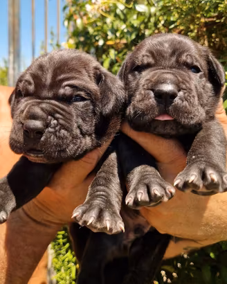 Mastino Napoletano X Cane Corso