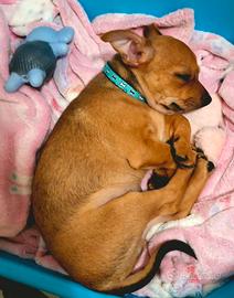 Cucciolo simil pinscher