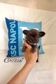 Chihuahua maschio a pelo lungo con pedigree enci