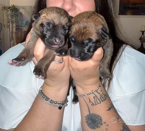 Cuccioli pastore belga malinois