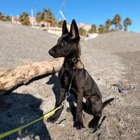 Cuccioli pastore Belga Malinois carbone