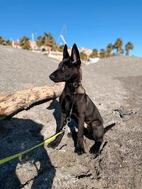 Cuccioli pastore Belga Malinois carbone