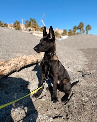 Cuccioli pastore Belga Malinois carbone