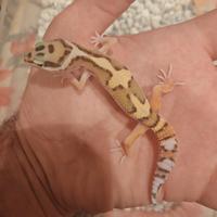 Geco leopardino