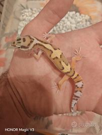Geco leopardino