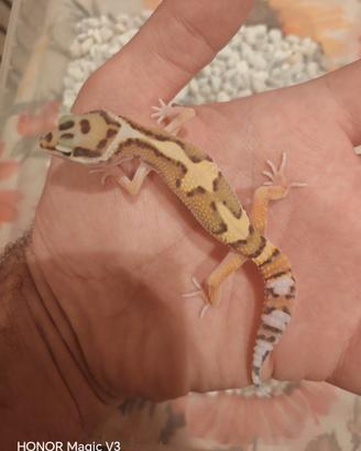 Geco leopardino