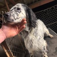 Setter inglese razza pura