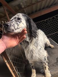 Setter inglese razza pura