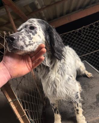 Setter inglese razza pura