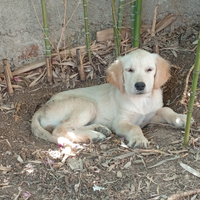Allevamento Ventennale Golden Retriever