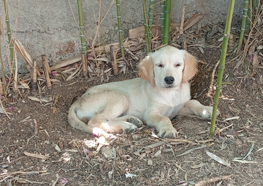 Allevamento Ventennale Golden Retriever