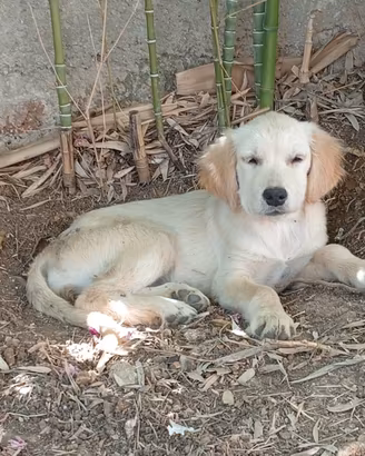 Allevamento Ventennale Golden Retriever