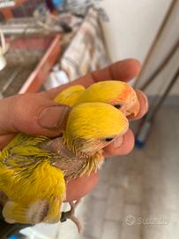 Inseparabili pappagalli pulli 3460315916