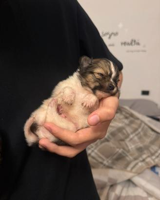 Spitz pomerania