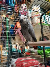 Cucciolo di cenerino beby