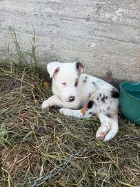 Cane cucciolo
