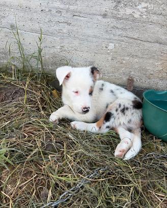 Cane cucciolo