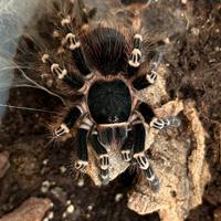 Acanthoscurria geniculata (Tarantola migale) 0.1