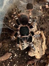 Acanthoscurria geniculata (Tarantola migale) 0.1