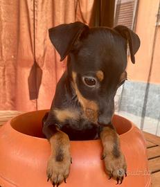 Pinscher