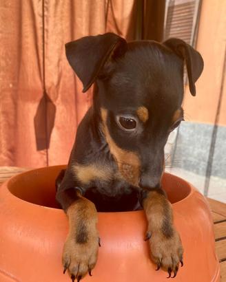 Pinscher
