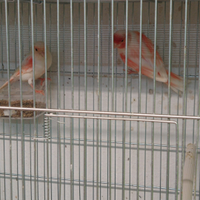 Canarini mosaico rosso