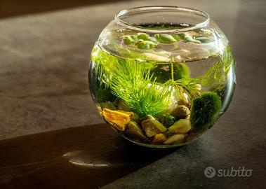 MARIMO muschio per acquari, con vaso e caridine