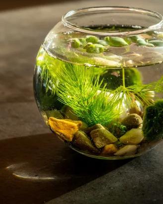 MARIMO muschio per acquari, con vaso e caridine