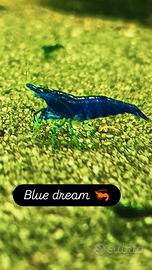 neocaridine blù dream 