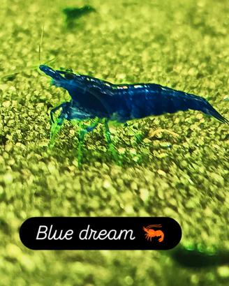 neocaridine blù dream 