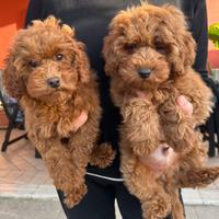 Cuccioli di barboncini nani