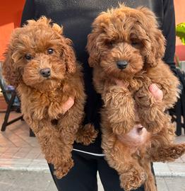 Cuccioli di barboncini nani