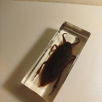 Cimice D'Acqua Gigante in vetro 