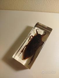 Cimice D'Acqua Gigante in vetro 