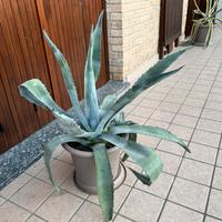 Agave Americana