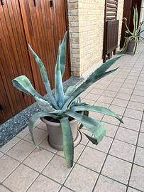 Agave Americana