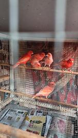 canarini rosso intenso e brinati